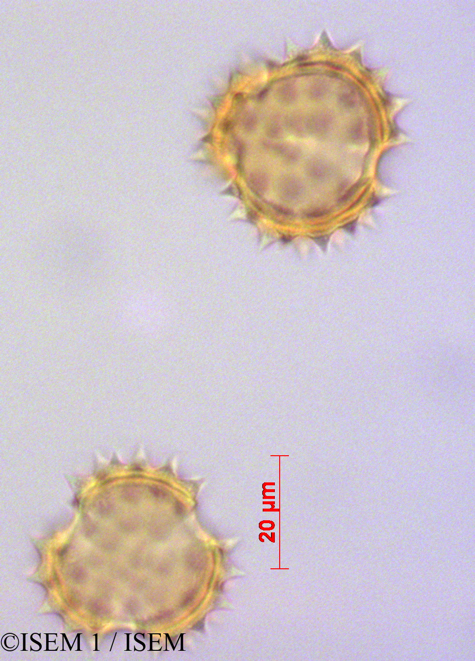 ISEM 1/Pentacalia_andicola_29090/Pentacalia_andicola_29090_0002(copy).jpg